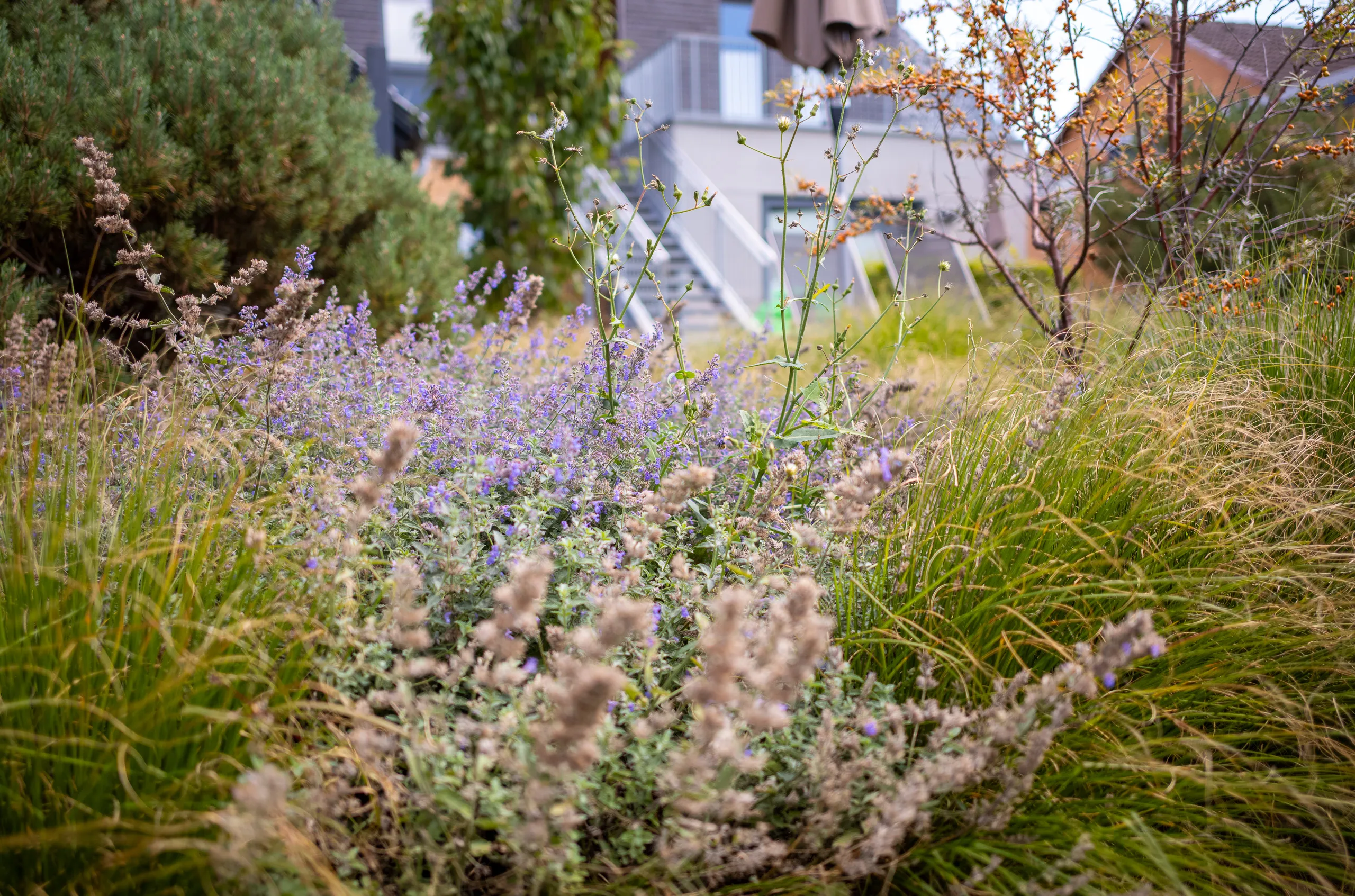Gartenbeet mit Lavendel, Nahaufnahme